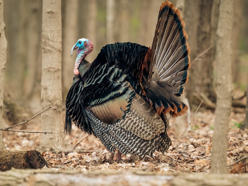 Turkey being raised on a farm